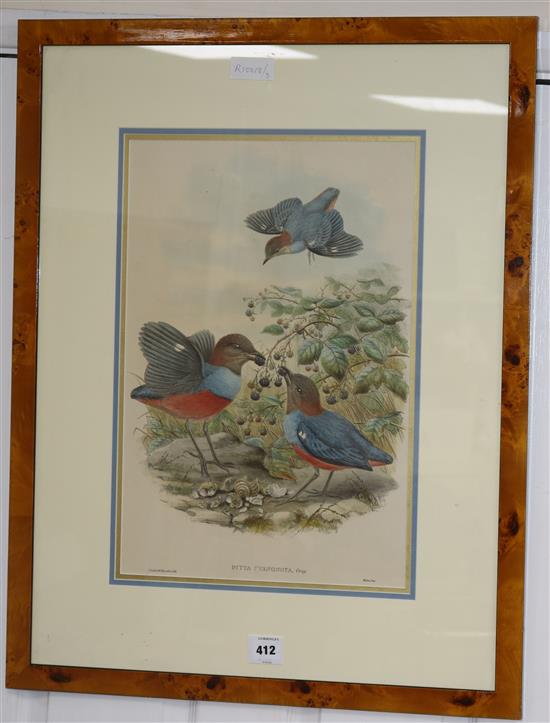 After Gould & Hart colour print Pitta Cyanonota Grey 49 x 33cm.